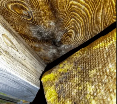 【東京都世田谷区等々力】新築戸建て住宅|除カビ処理