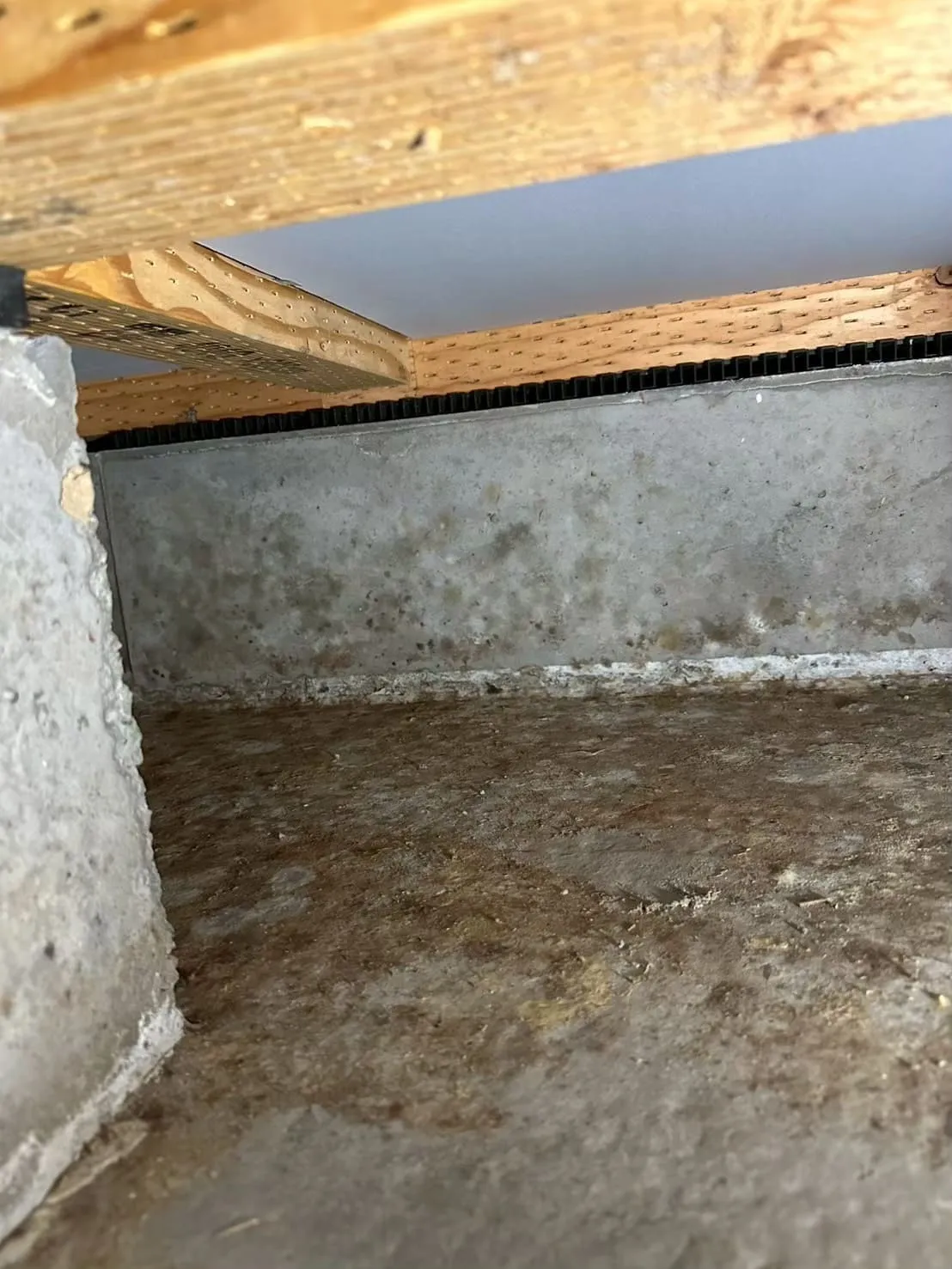 練馬区の新築戸建て床下カビ除去|ホームインスペクションで発覚した基礎コンクリートカビを3日間で完全対策した施工事例